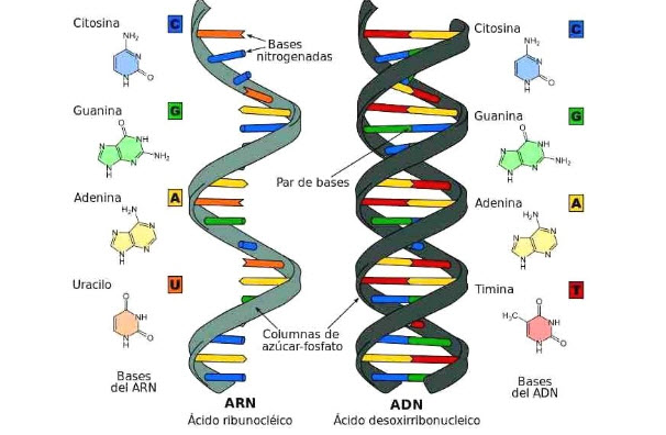 ADN và ARN là gì