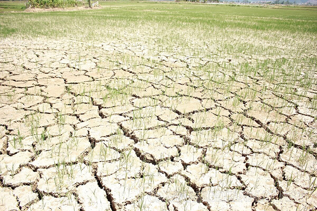 Đất nhiễm mặn khiến cây trồng không thể phát triển