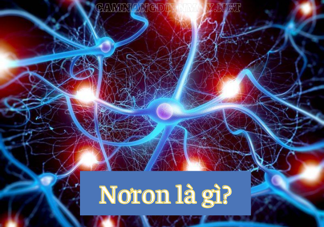 Nơron là gì?