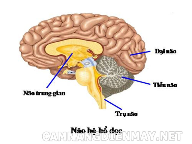 Não trung gian là phần nằm giữa của trụ não và đại não