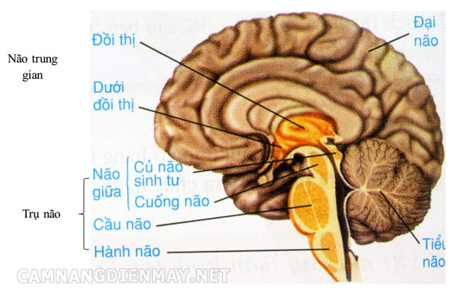 Não trung gian gồm 2 phần chính đó là phần đồi thị và dưới đồi thị