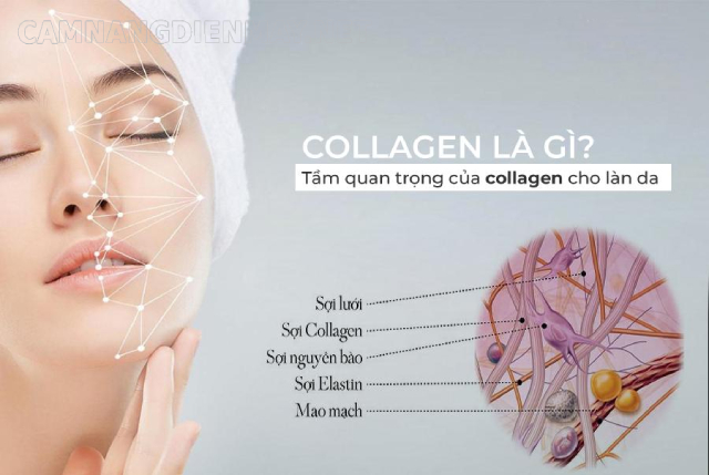 Collagen là một loại protein có vai trò quan trọng trọng việc xây dựng các khối cơ, da, gân